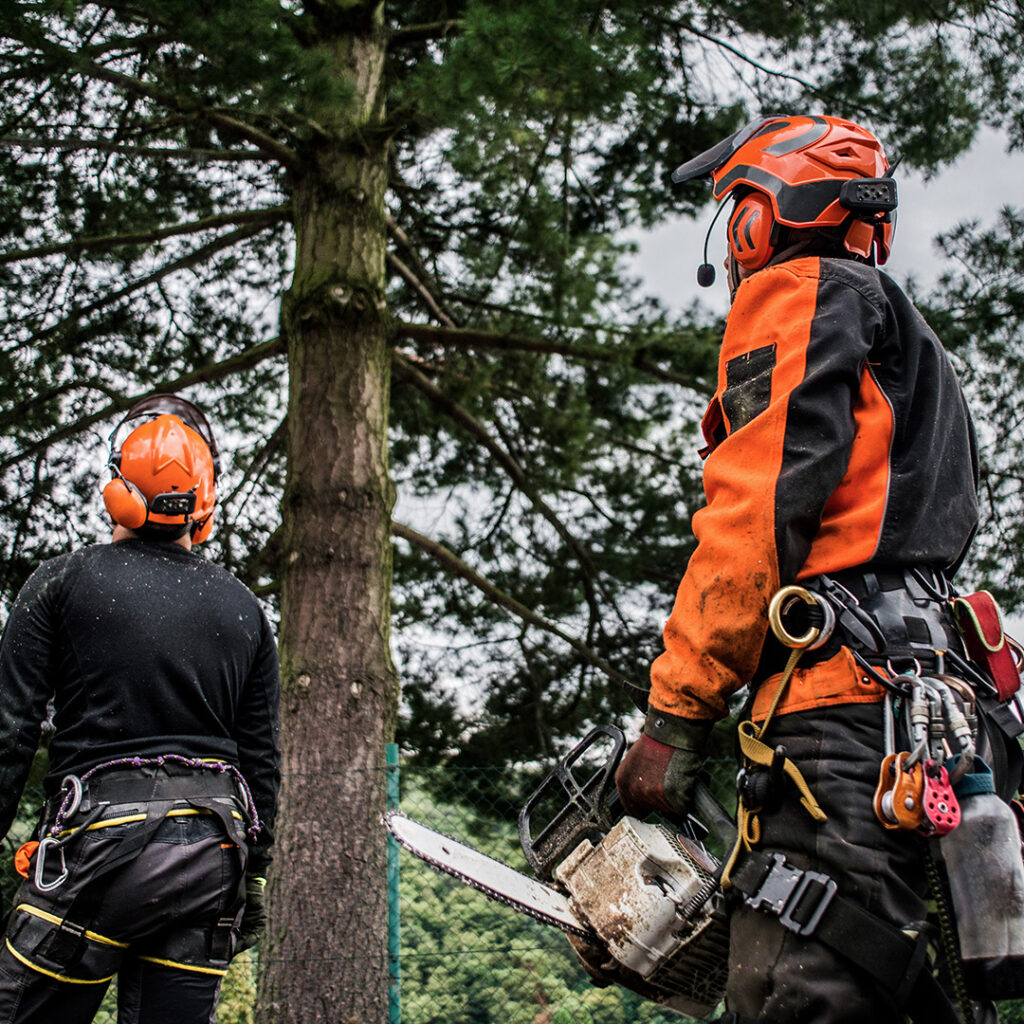 arborist Dublin with chainsaw